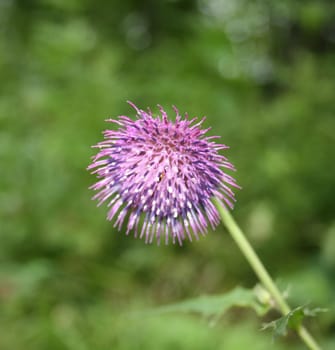 Spring and summer fine flowers of our planet