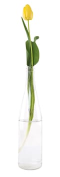 yellow tulip in glass bottle on white background