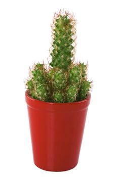 Long cactus in a red pot isolated on a white background