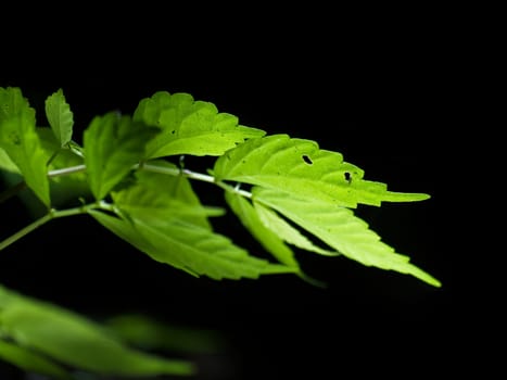 Closeup texture and detail of beautiful green foliage