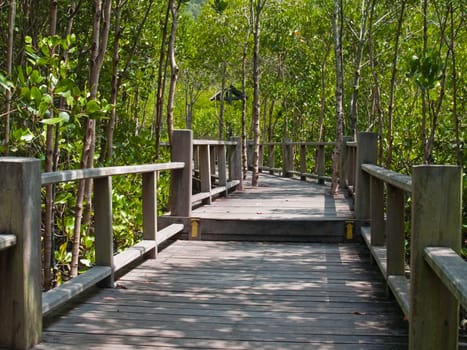 Boardwalk through the mangrove forest