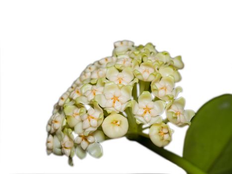 Beautiful hoya pachyclada blooming on white background