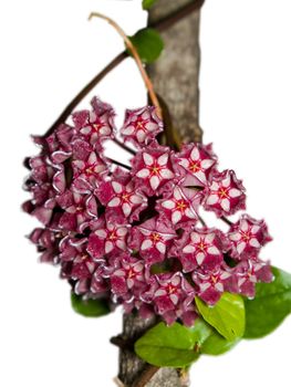 Hoya pubicalyx red corona blooming on white background