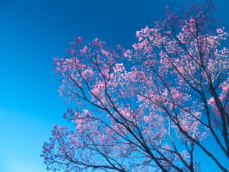 Himalayan Cherry (Prunus cerasoides) blooming at Doi Pha Tang, Chiang Rai, Thailand. In Thailand we call 'Nang Paya Sua Krong' it mean 'Queen of royal tiger'