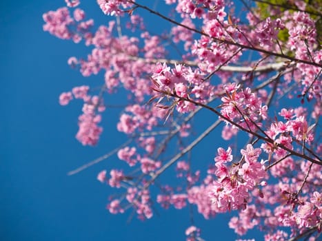 Himalayan Cherry (Prunus cerasoides) blooming at Doi Phahompok National Park, Mae Ai, Chiang Mai, Thailand. In Thailand we call 'Nang Paya Sua Krong' it mean 'Queen of royal tiger'