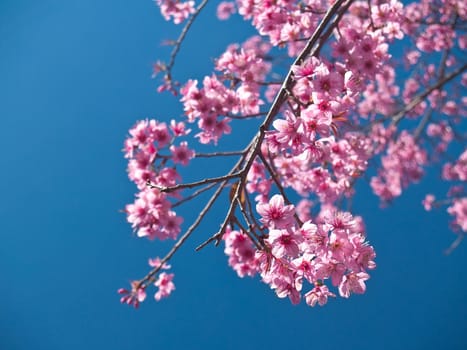 Himalayan Cherry (Prunus cerasoides) blooming at Doi Phahompok National Park, Mae Ai, Chiang Mai, Thailand. In Thailand we call 'Nang Paya Sua Krong' it mean 'Queen of royal tiger'