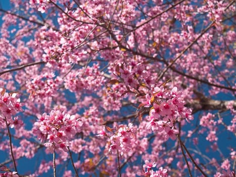 Himalayan Cherry (Prunus cerasoides) blooming at Doi Phahompok National Park, Mae Ai, Chiang Mai, Thailand. In Thailand we call 'Nang Paya Sua Krong' it mean 'Queen of royal tiger'