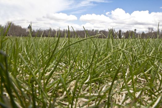 Grass growing for the first time after a long snowy winter in Regina, Canada