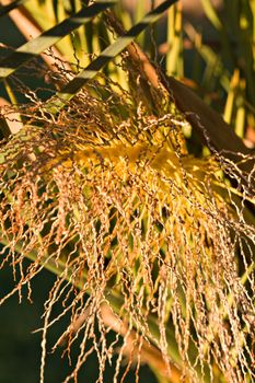 Seeds of a palm tree located in Croatia