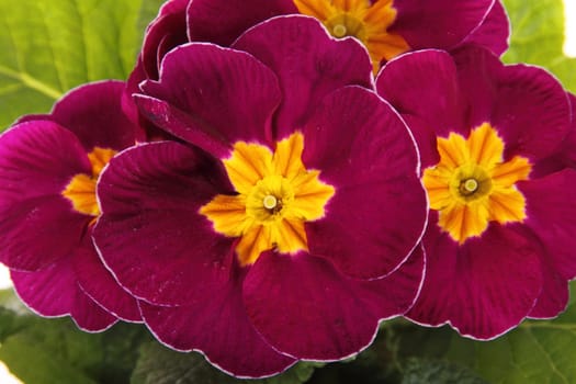 red  primroses'