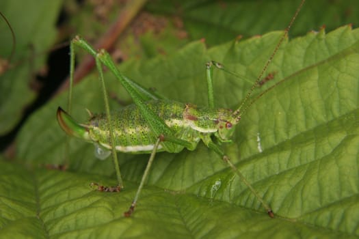 Female of a speckled bush-cricket (Leptophyes punctatissima) shortly after mating