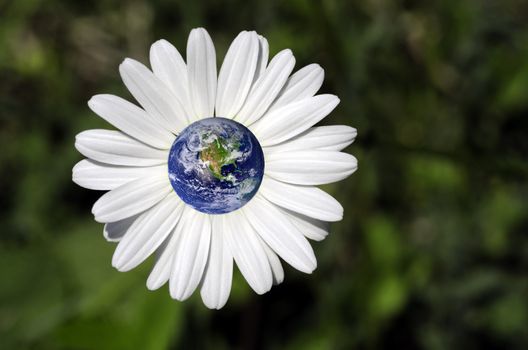 photo montage with a daisy and the earth