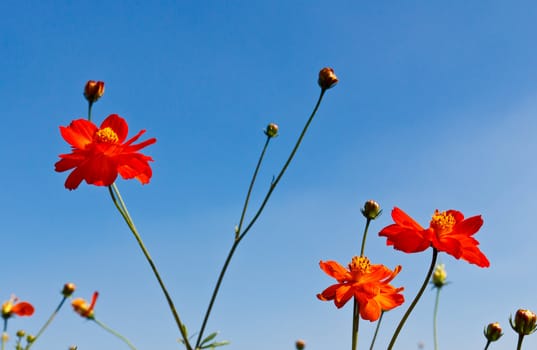 Cosmos flower garden  and blue sky