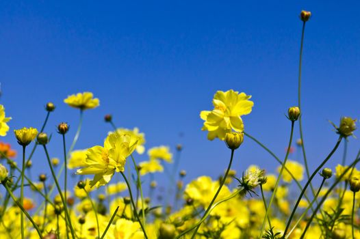 Cosmos flower garden  and blue sky