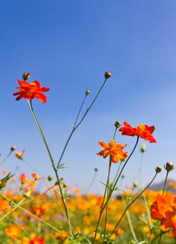 Cosmos flower garden  and blue sky