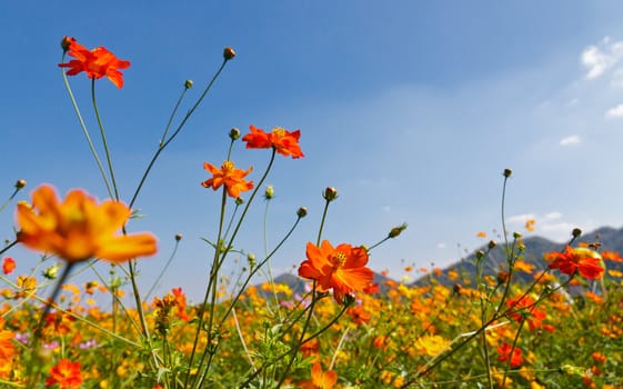 Cosmos flower garden  and blue sky