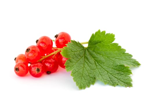 Red currant isolated on white background