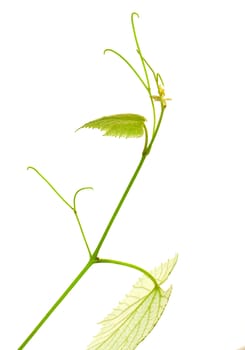 Branch of grape vine on white background 