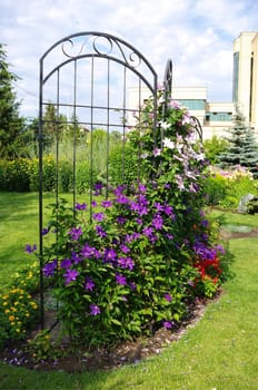 flowerbed with tracery grate and winder violet clematis