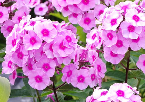 inflorescences flowers pink phloxes close up 