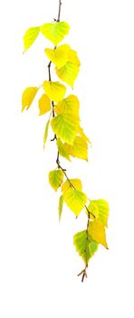 yellow branch of birch on white isolated