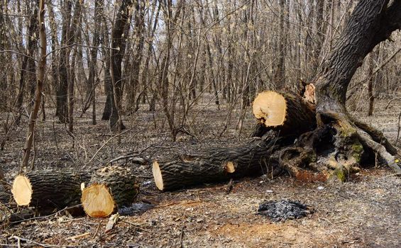 sawed old tree and extinct bonfire on forest glade