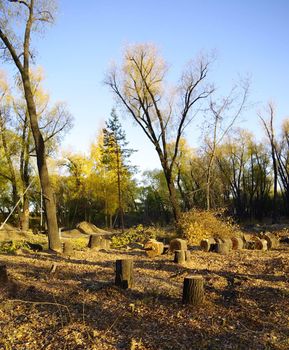 stubby glade in autumn park 