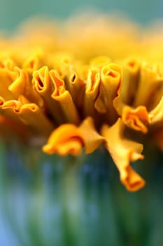 close up macro of a taishan orange marigold