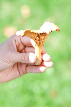 Chanterelle in a female hand