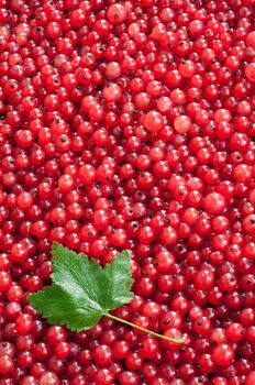 Natural background: berries of a red currant. Summer, July,. Summer, July, the Central Russia