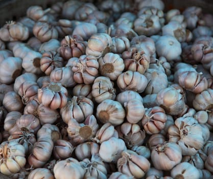 Ripe Garlic Stock On The Market Ready For Sale