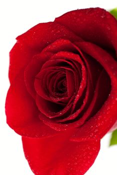 Scarlet flowering rose on a white background 