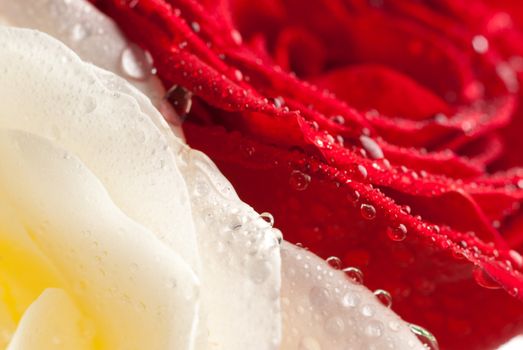 White and red rose flower macro sprinkled with droplets