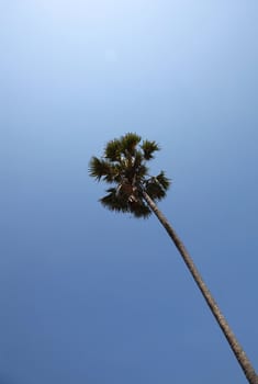 Tall Single Coconut Palm Tree On A Serene Blue Sky