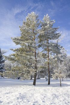 Two evergreen trees in the middle of a cold winter day in Regina, Canada