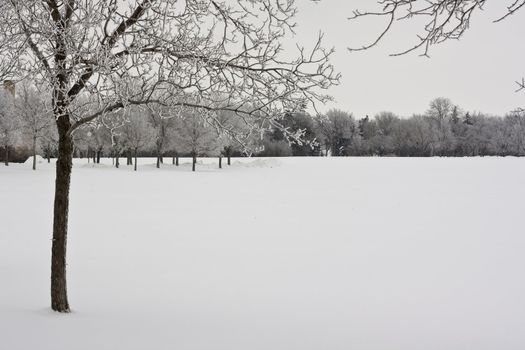 Trees standing in a snow covered park on a cold winter day in Regina, Canada