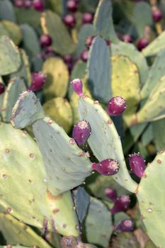 Cactus in Croatia with many red fruits