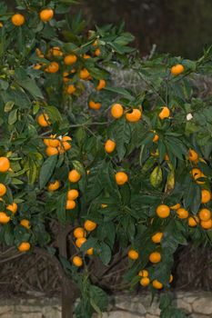 mandarin tree is full of nothing but large tangerines