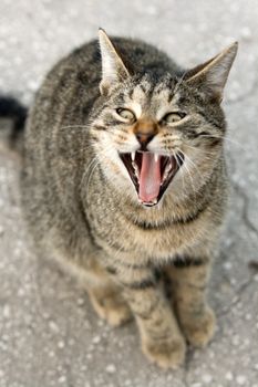 Cat snarls and shows her teeth and tongue