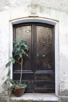 Weathered wooden door with potted plant.