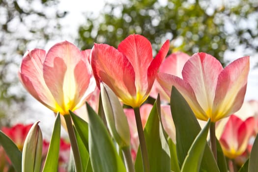 Sunny day: beautiful tulips in a private Italian garden