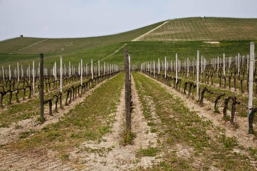Barbera vineyard during spring season, Monferrato area, Piedmont region, Italy