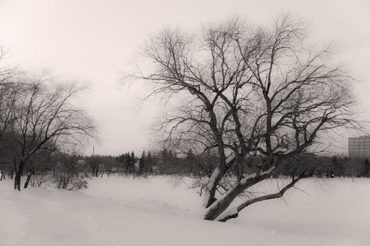 A dark cold winter day by a frozen lake in Regina, Canada