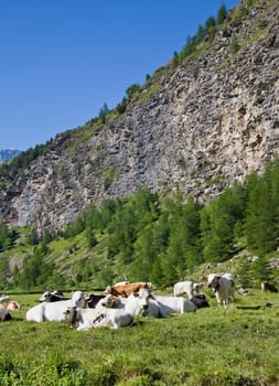 Italian cows during a sunny day close to Susa, Piedmont, Italian Alps
