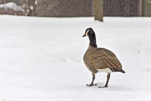 A goose walking in the snow in the middle of Winter at a park in Regina Canada