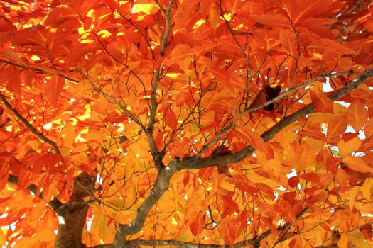 Shade under a tree with glowing orange leaves during the fall season in Regina