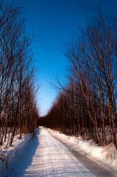 Wood road covered with snow through young trees