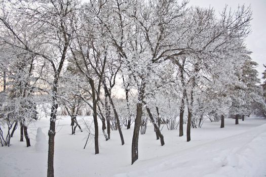 Snow covered trees which appear to be marching. Picture taken at a park in Regina, Canada