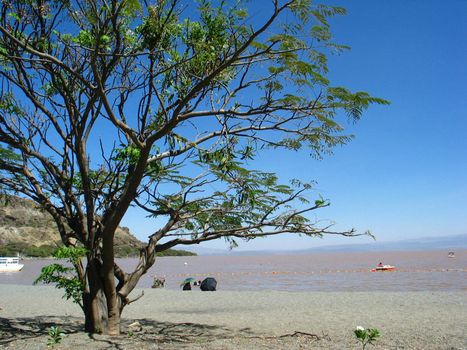 A giant tree on one of the beaches of the brown colored Langano lake