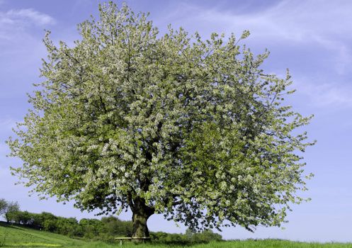 a bench under a flowering tree